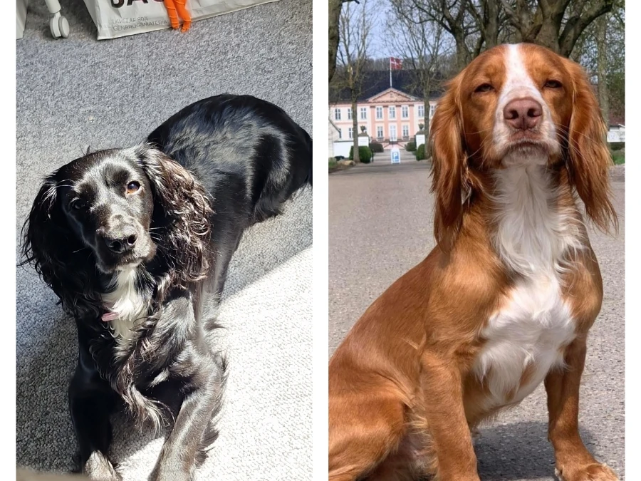 Field spaniel hvalpe
