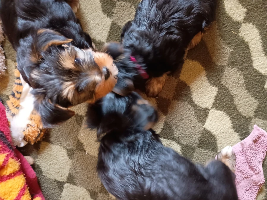 Yorkshire Terrier hvalpe
