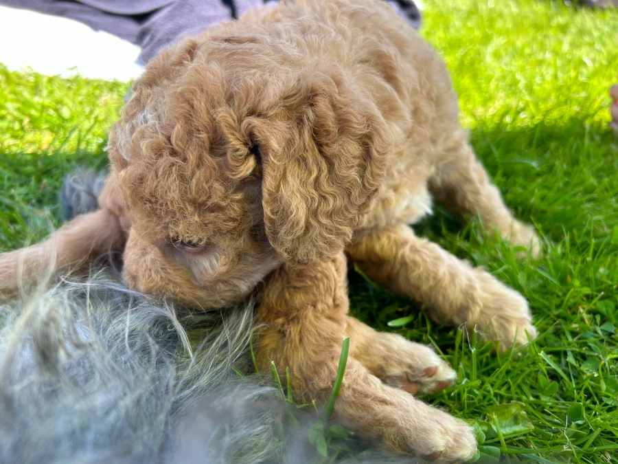 Labradoodle hvalpe