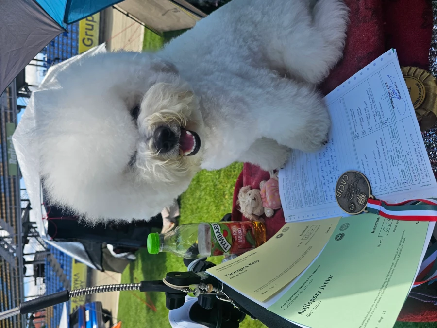 Bichon Frisé hvalpe
