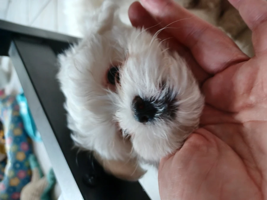 Coton de Tulear - Bomuldshund hvalpe