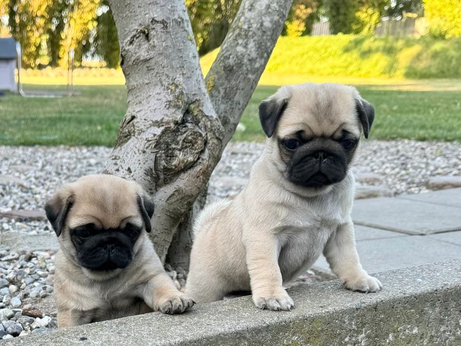 Mops hvalpe
