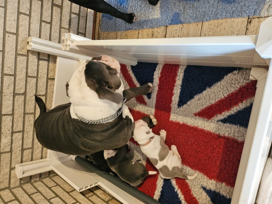 Old English Bulldog hvalpe