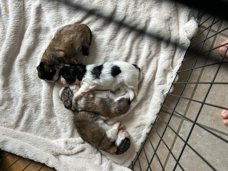 Shih Tzu hvalpe