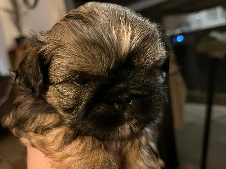 Shih Tzu hvalpe