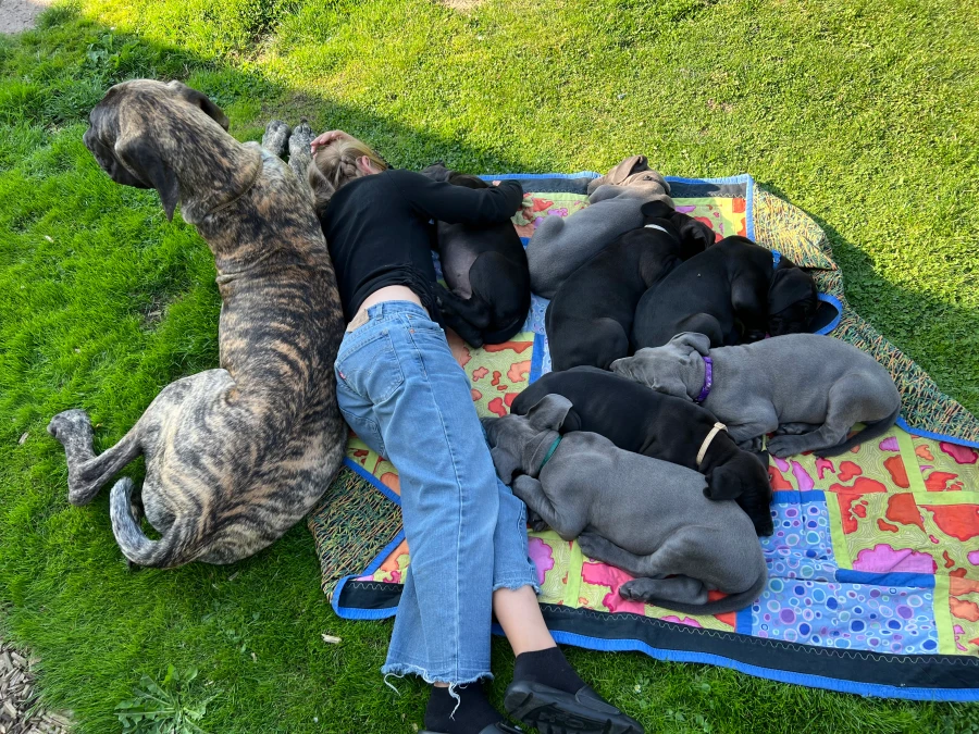 Grand Danois (Den danske Hund) hvalpe