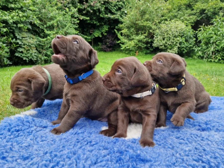 Labrador Retriever hvalpe