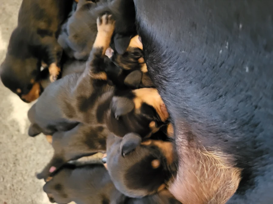 Gravhund hvalpe