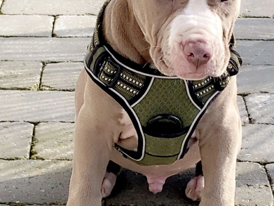American Bully hvalpe