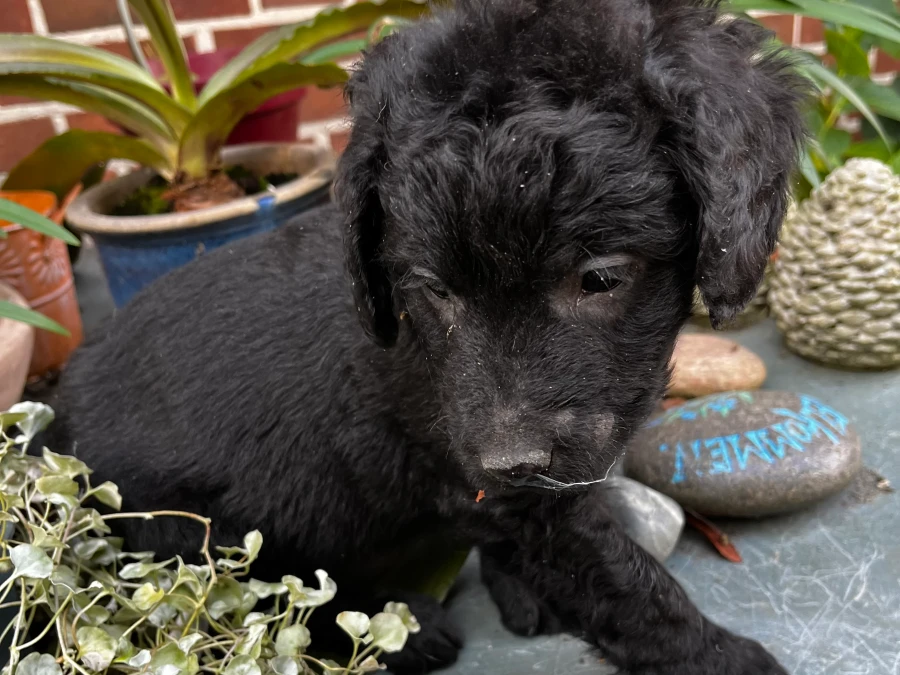 Labradoodle hvalpe