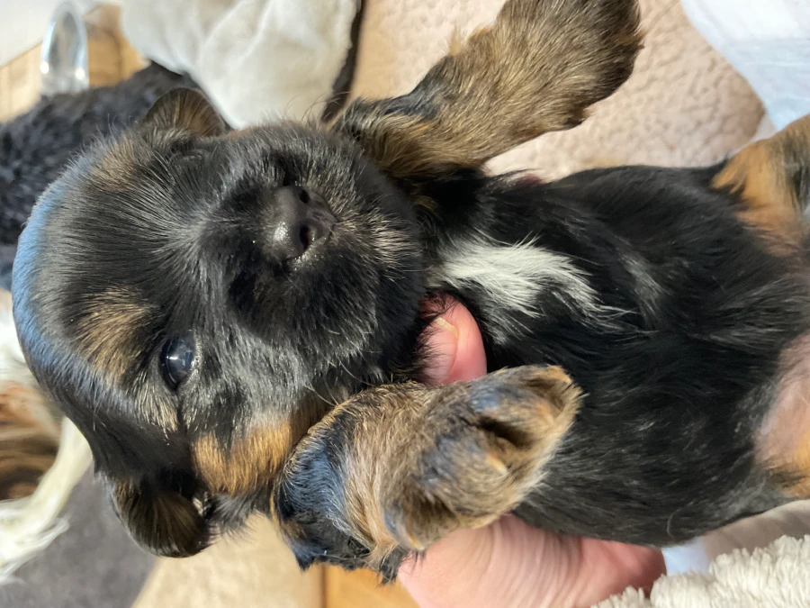 Yorkshire Terrier hvalpe