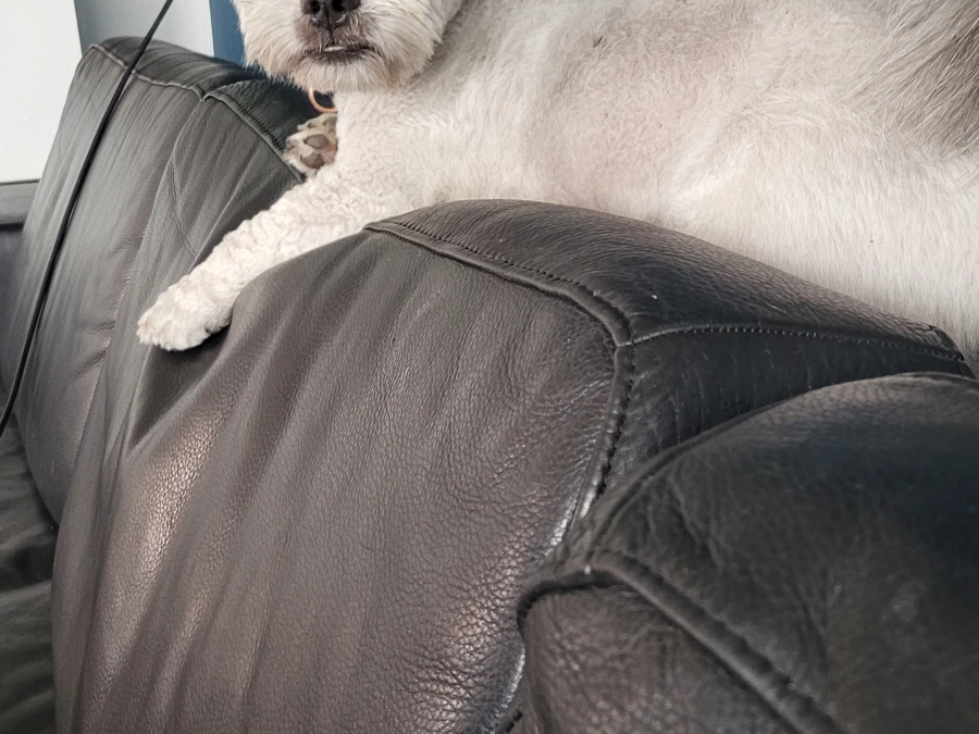 Boomer hvalpe