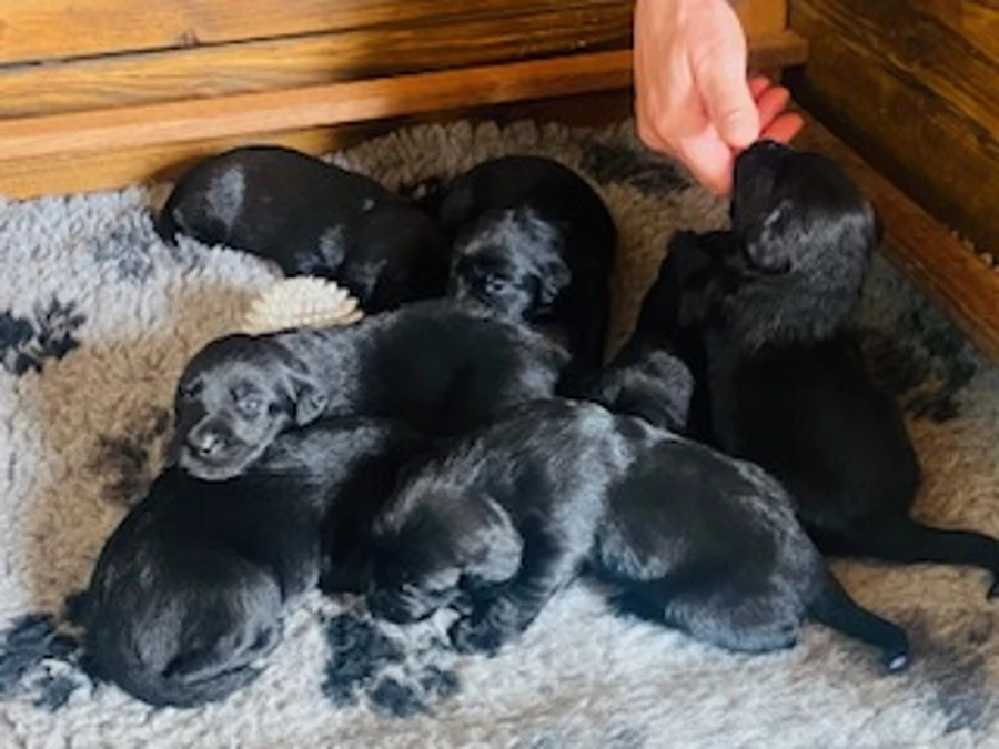Labrador Retriever hvalpe