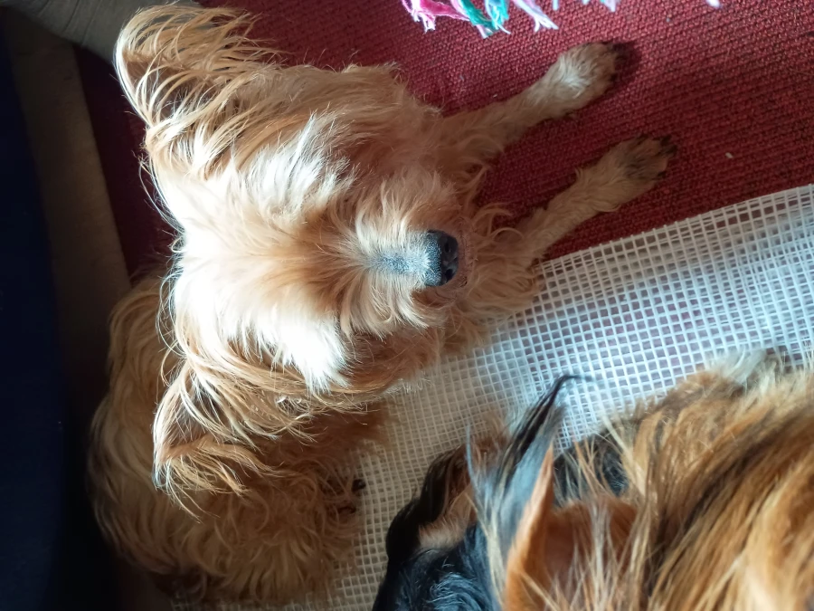 Yorkshire Terrier hvalpe