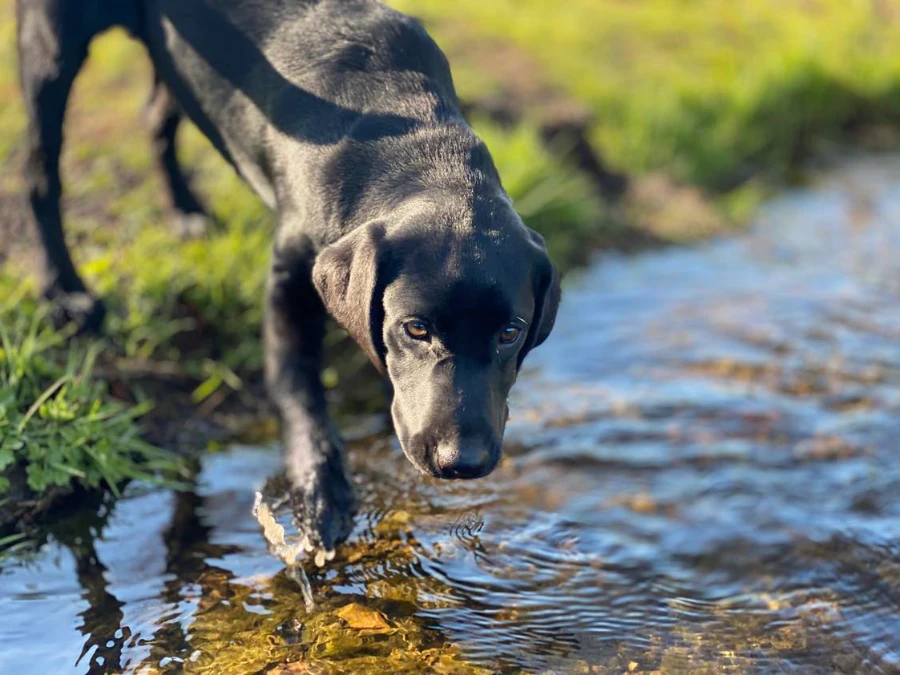 Labrador Retriever hvalpe