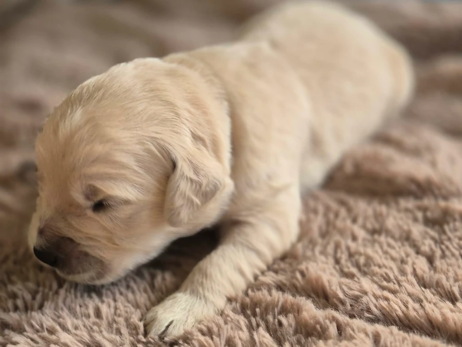 Golden Retriever hvalpe
