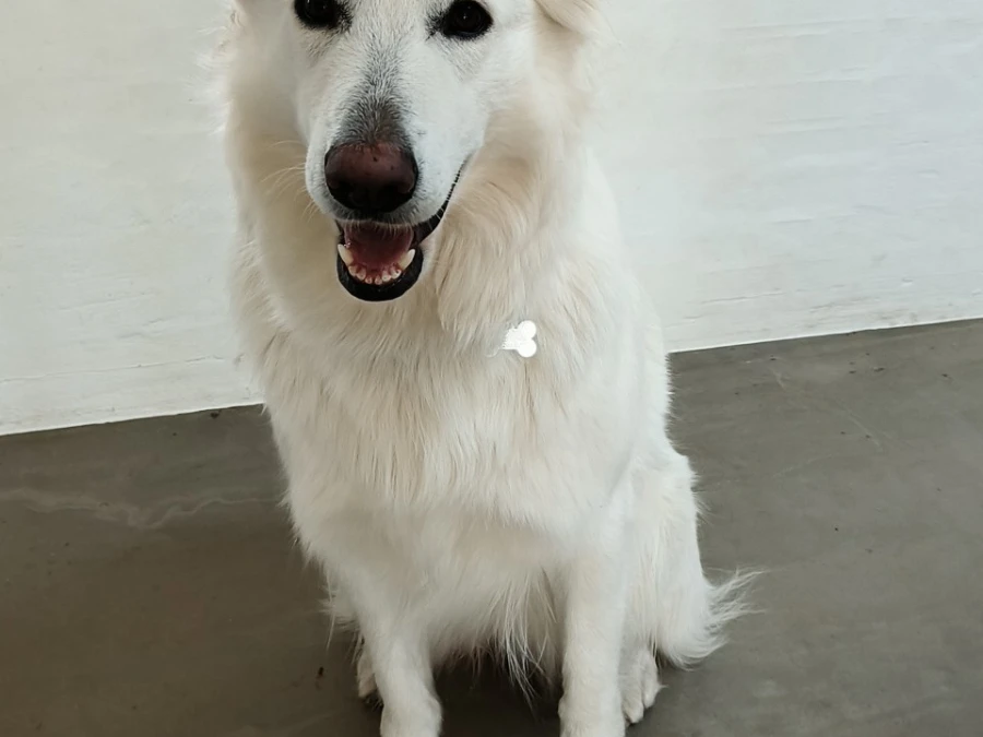 Hvid schweizisk hyrdehund hvalpe