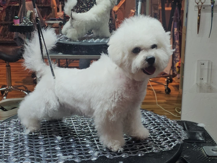 Bichon Frisé hvalpe