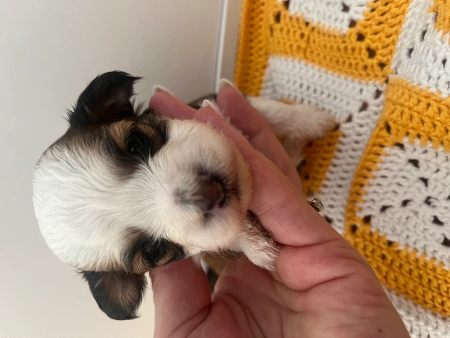 Bichon Havanais hvalpe