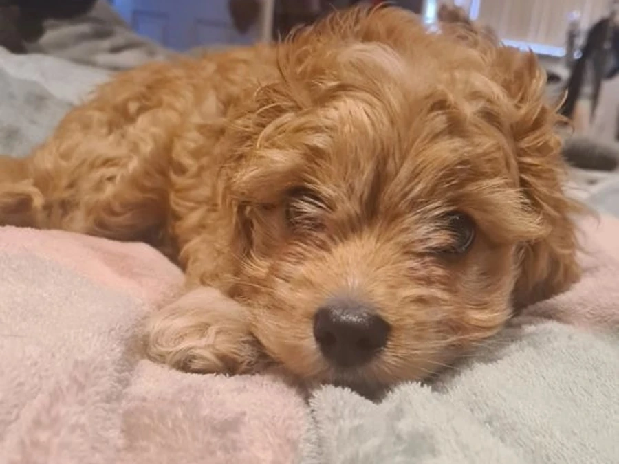 Cocker Spaniel hvalpe