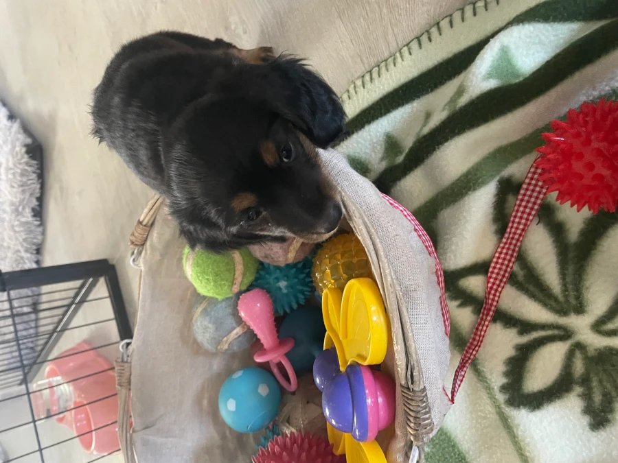 Gravhund hvalpe