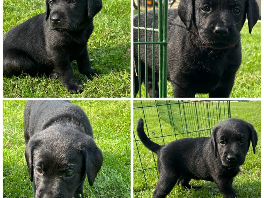 Labrador Retriever hvalpe