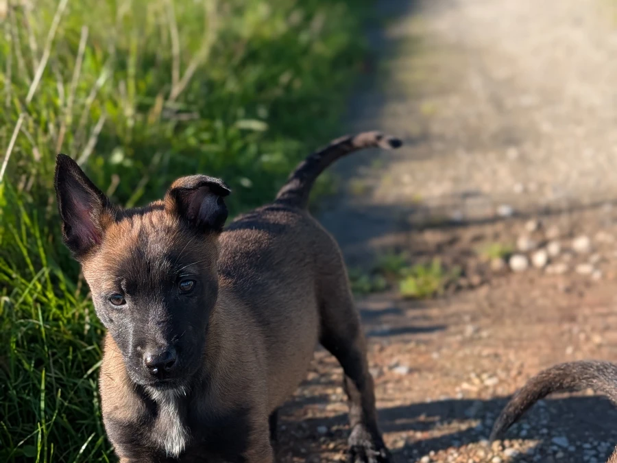 Belgisk Hyrdehund: Malinois hvalpe