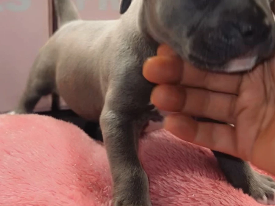 American Bully hvalpe