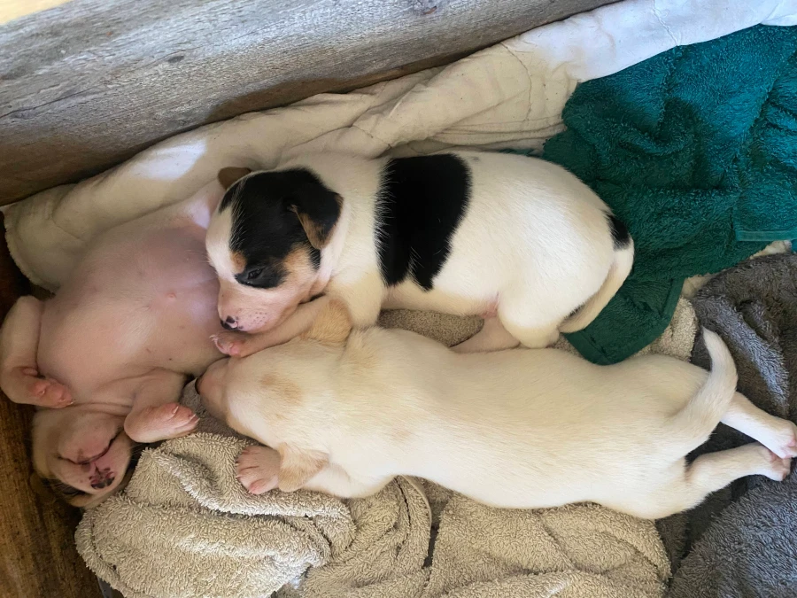 Dansk Svensk Gårdhund hvalpe