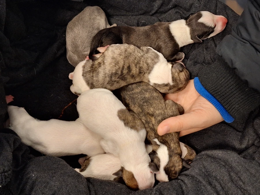 Whippet hvalpe