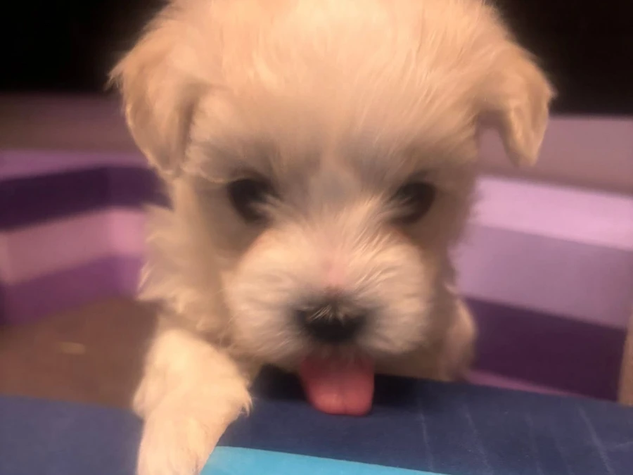 Coton de Tulear - Bomuldshund hvalpe