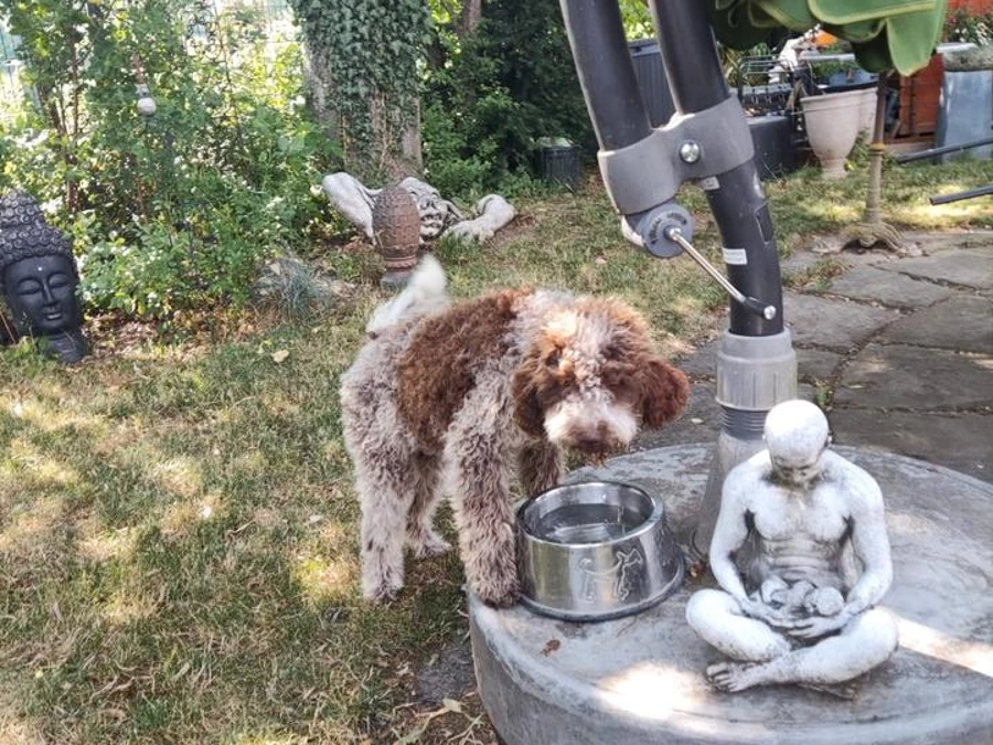 Lagotto romagnolo hvalpe