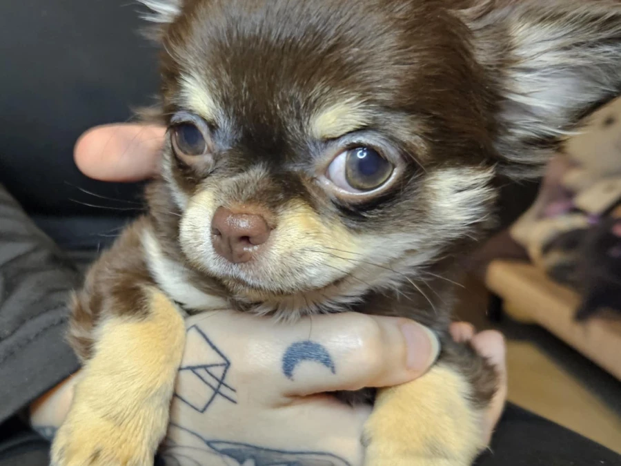 Chihuahua hvalpe
