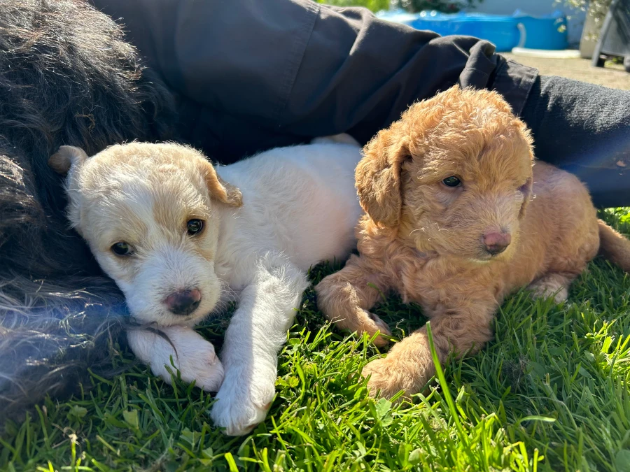 Labradoodle hvalpe