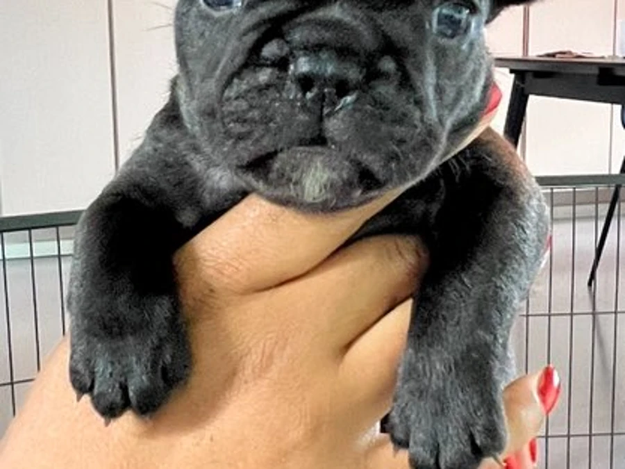 Fransk Bulldog hvalpe