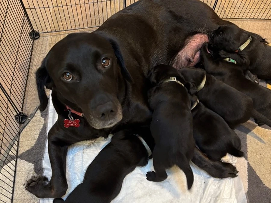 Labrador Retriever hvalpe