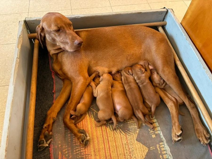 Vizsla hvalpe