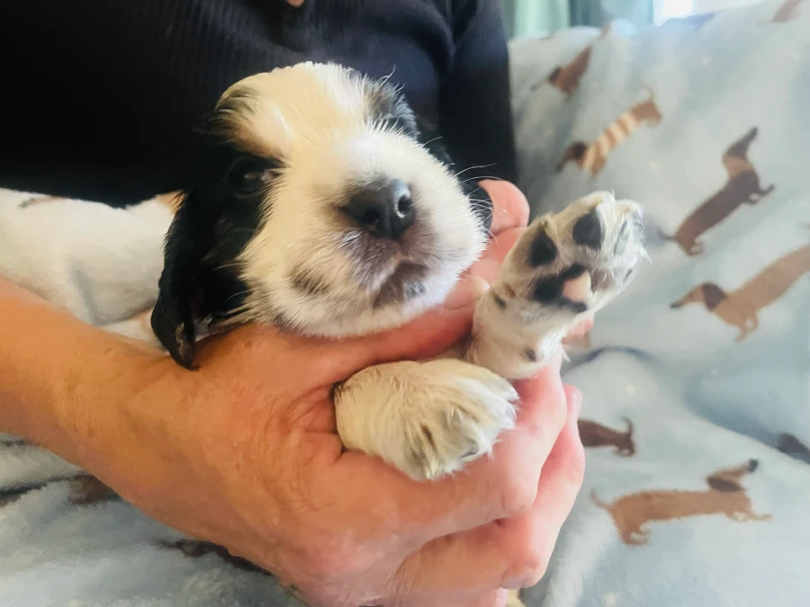 Cocker Spaniel hvalpe