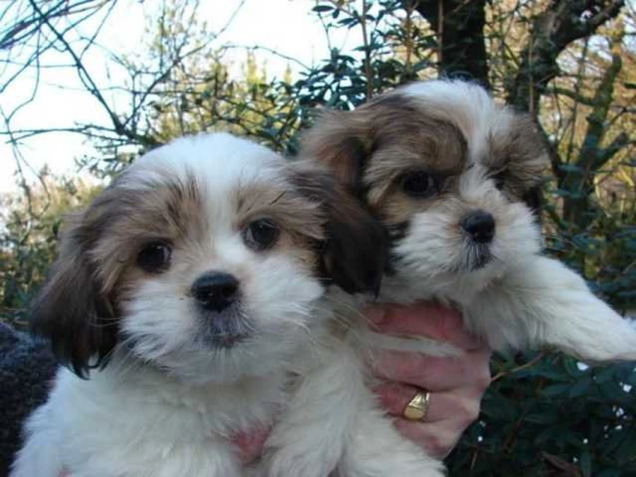 Shih Tzu hvalpe