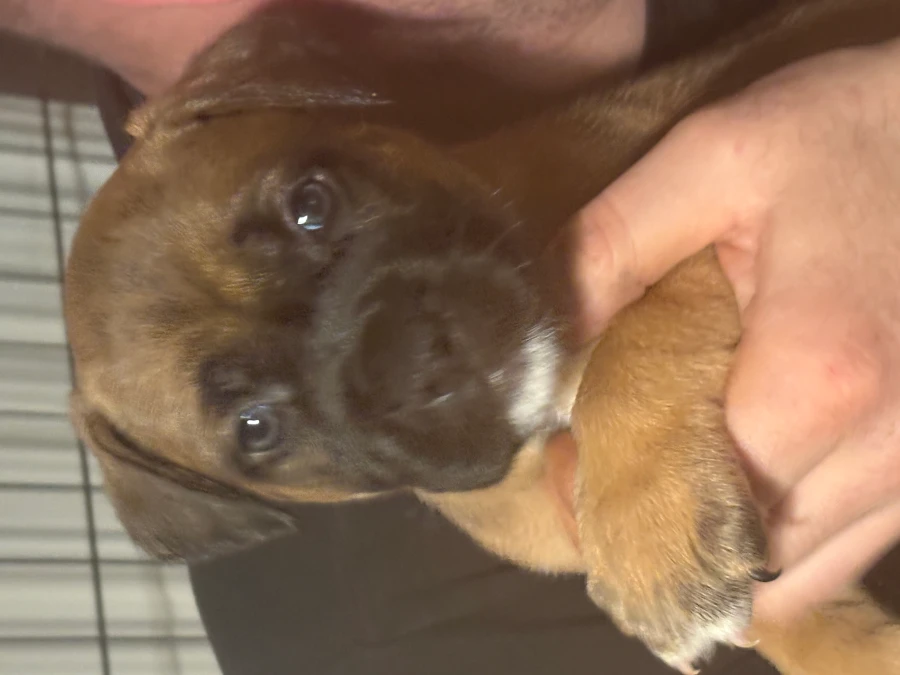Mastiff hvalpe