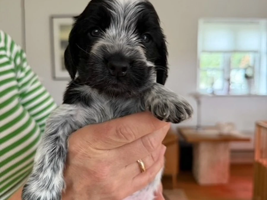 Cocker Spaniel hvalpe