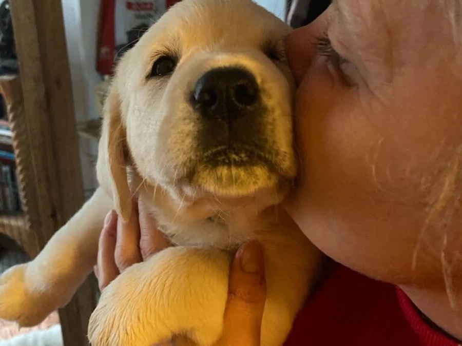 Golden Retriever hvalpe