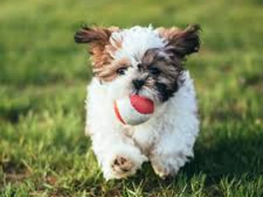 Shih Tzu hvalpe