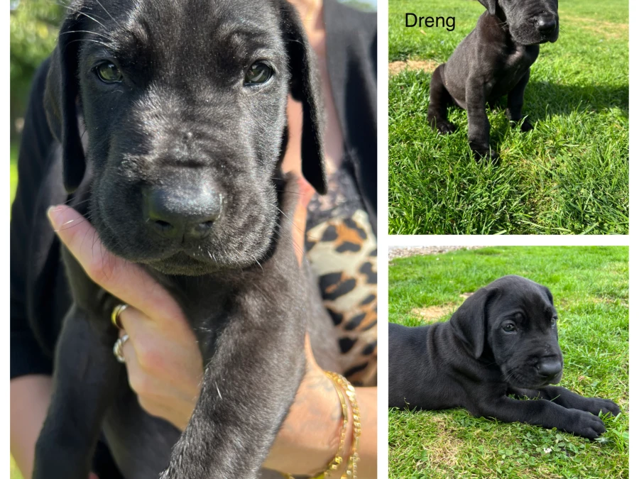Grand Danois (Den danske Hund) hvalpe