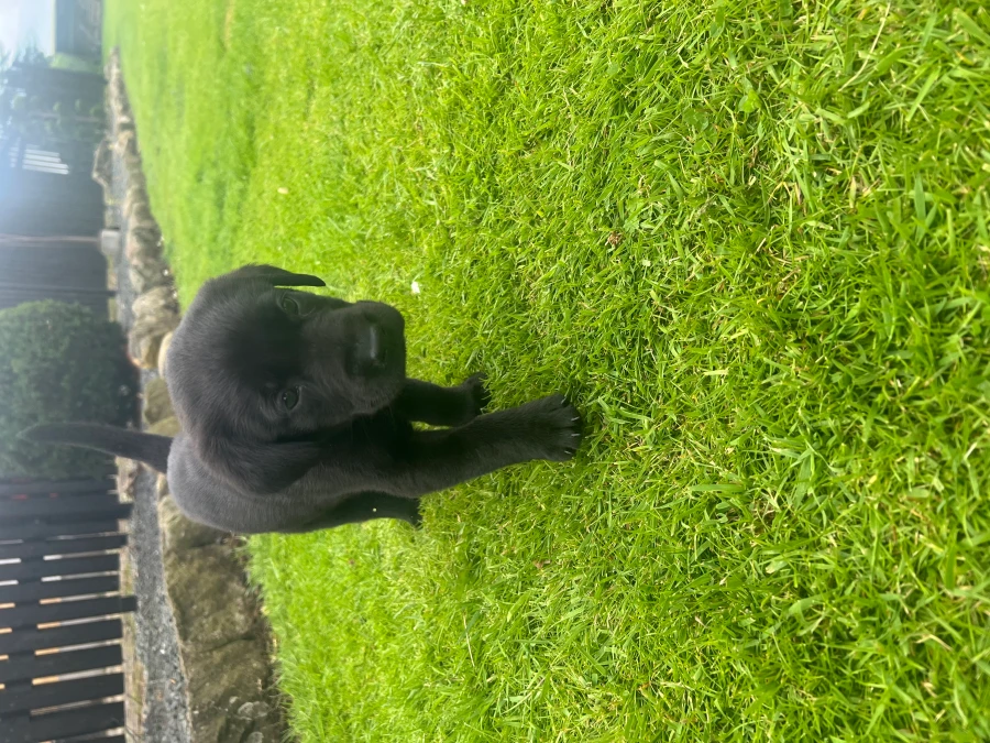 Labrador Retriever hvalpe