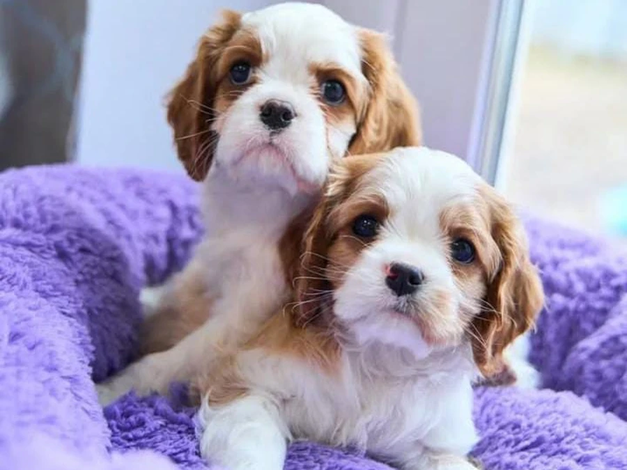 Cavalier King Charles Spaniel hvalpe