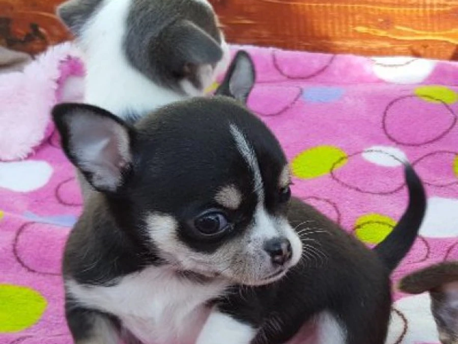 Chihuahua hvalpe