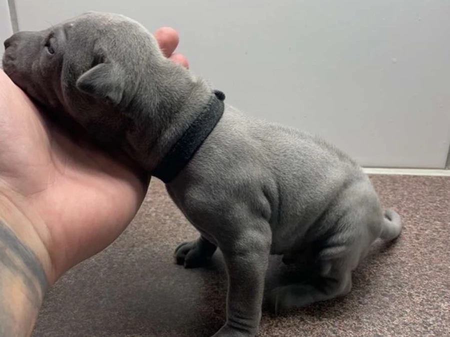 Thai Ridgeback hvalpe
