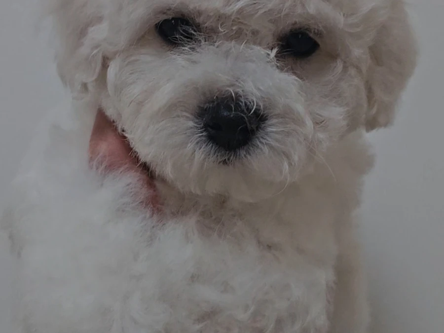Bichon Frisé hvalpe