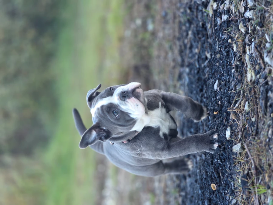 Old English Bulldog hvalpe